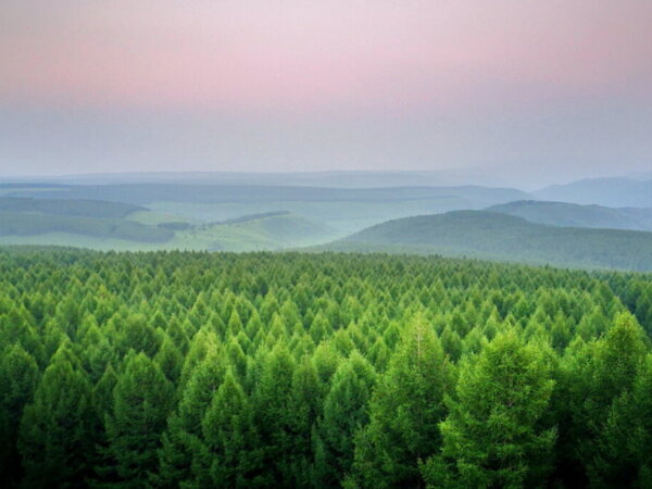 forest