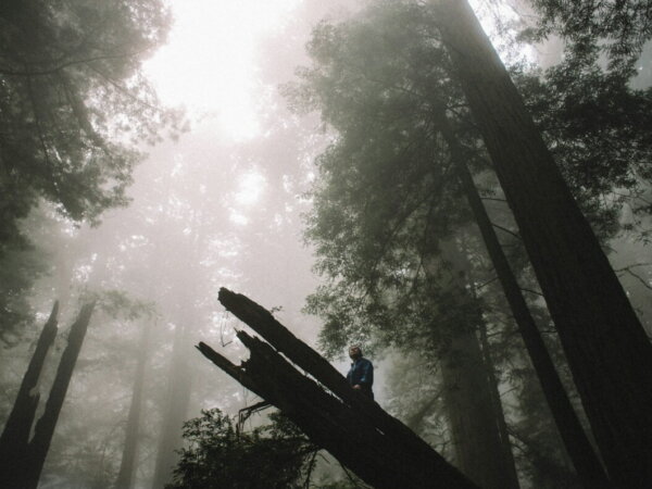 forest