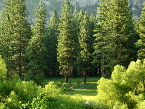 bosque