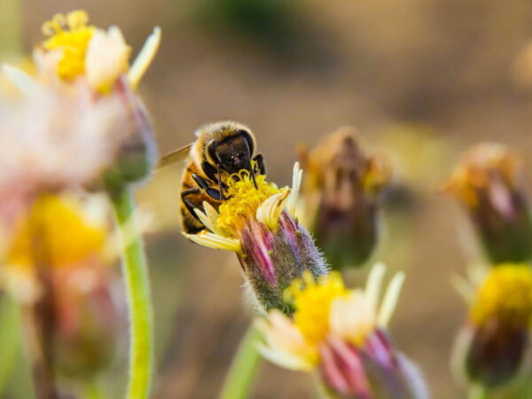 Pollinators
