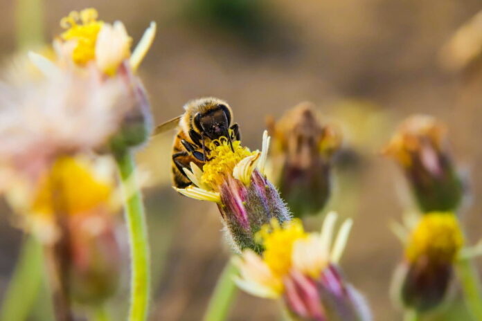 Pollinators