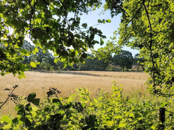 Rewilding