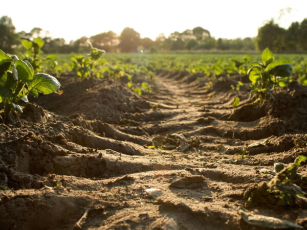 soil