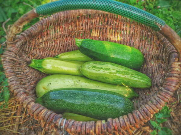 Zucchini